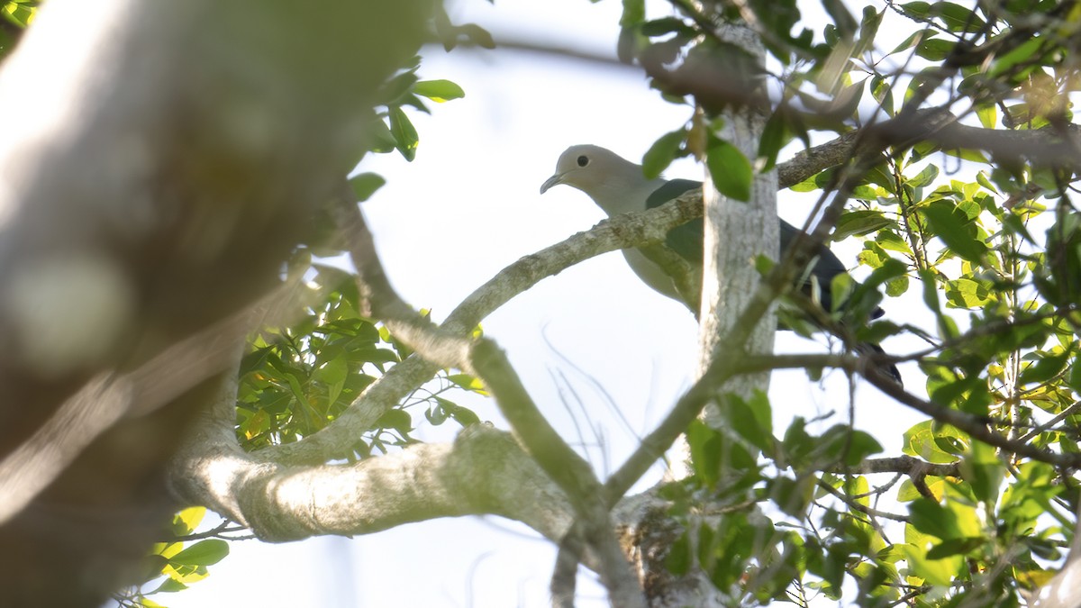 Green Imperial-Pigeon - ML645104207