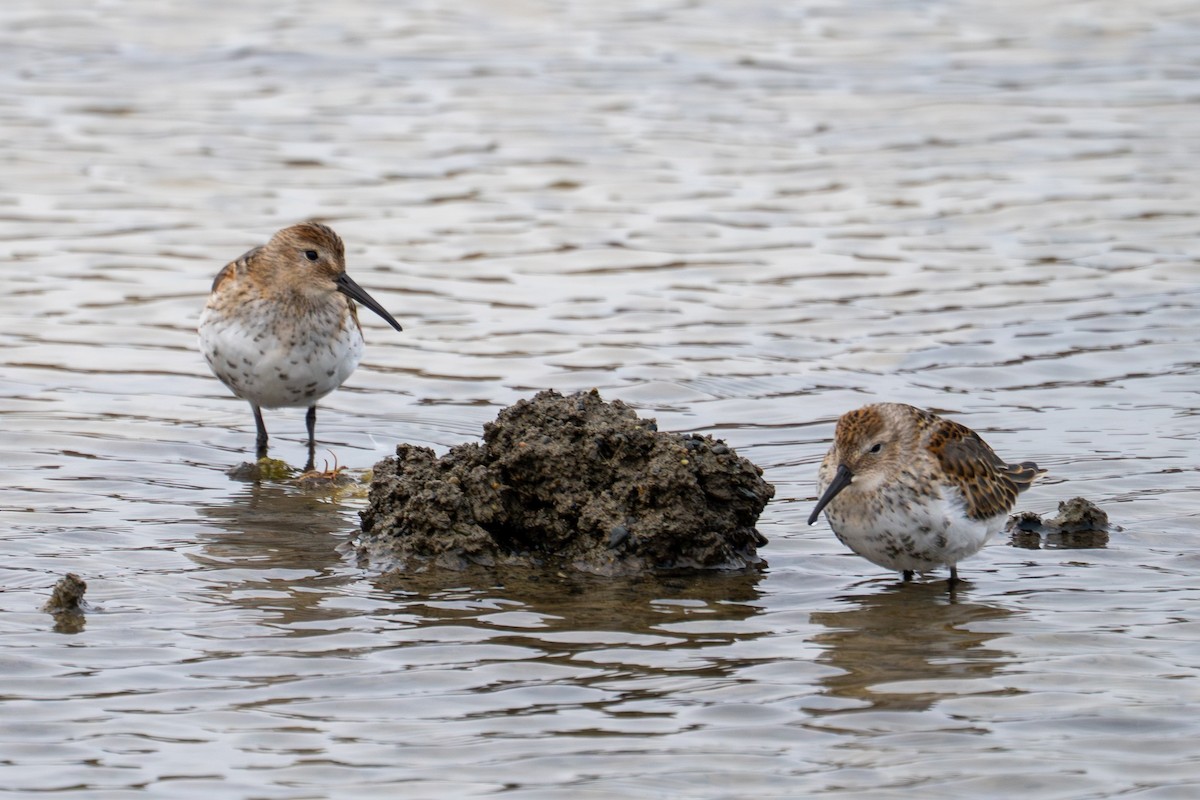 Dunlin - ML645104209