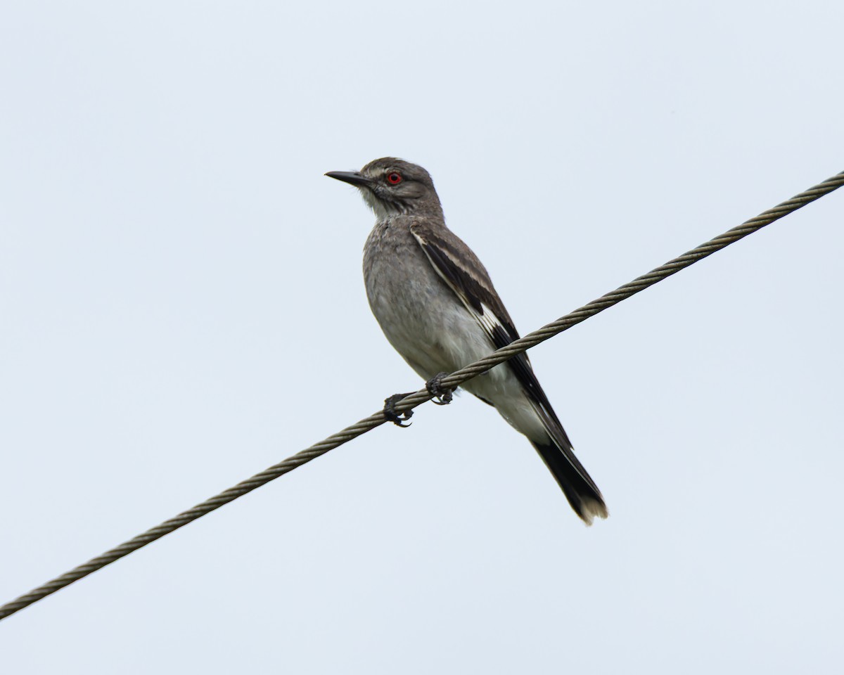 Gray Monjita - ML645104211