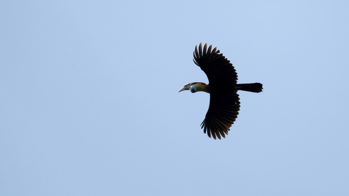 Sumba Hornbill - ML645104212