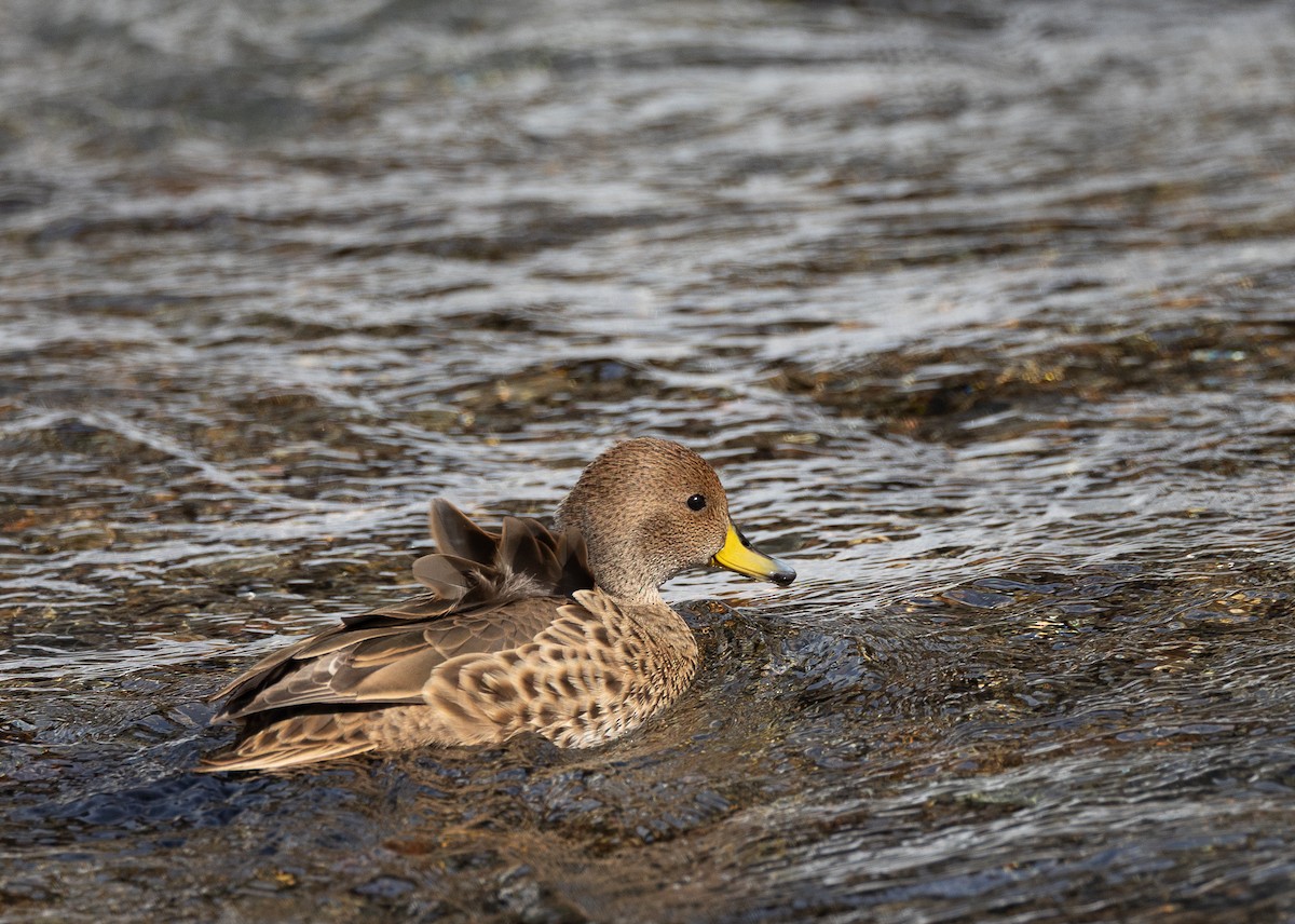 gulnebbstjertand (georgica) - ML645104213