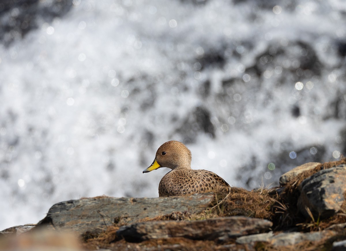 gulnebbstjertand (georgica) - ML645104214