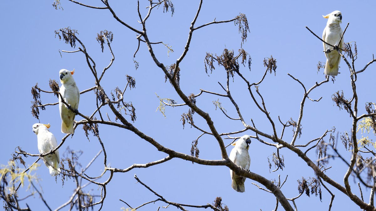 Sumba Küçük Sülfür Kakadusu - ML645104218