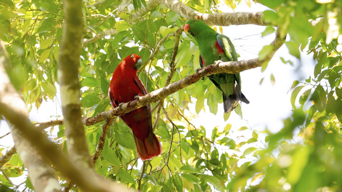 Sumba Eclectus - ML645104221