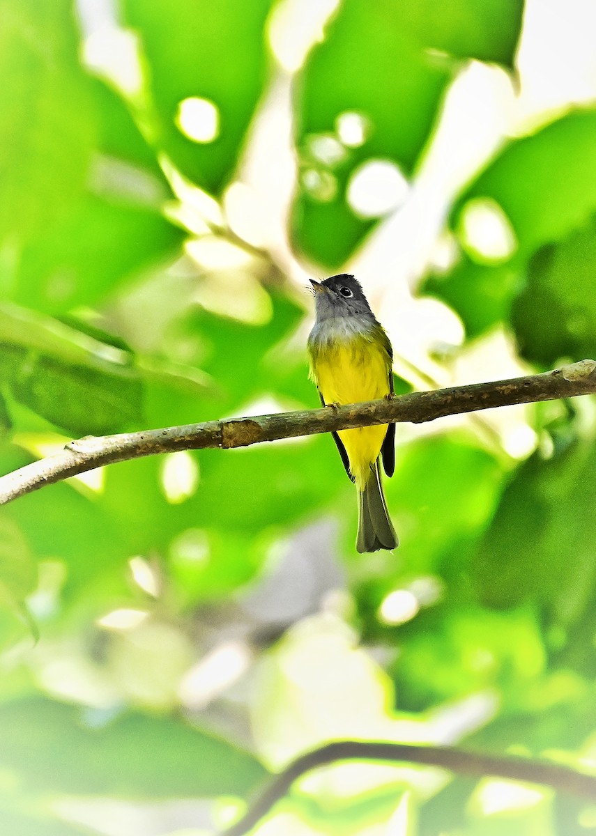 Gray-headed Canary-Flycatcher - ML645104222