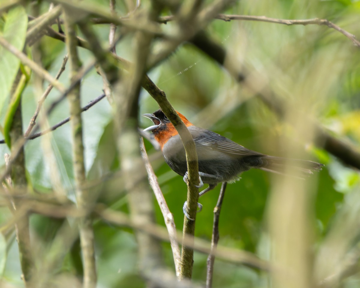 Chestnut-headed Tanager - ML645104225