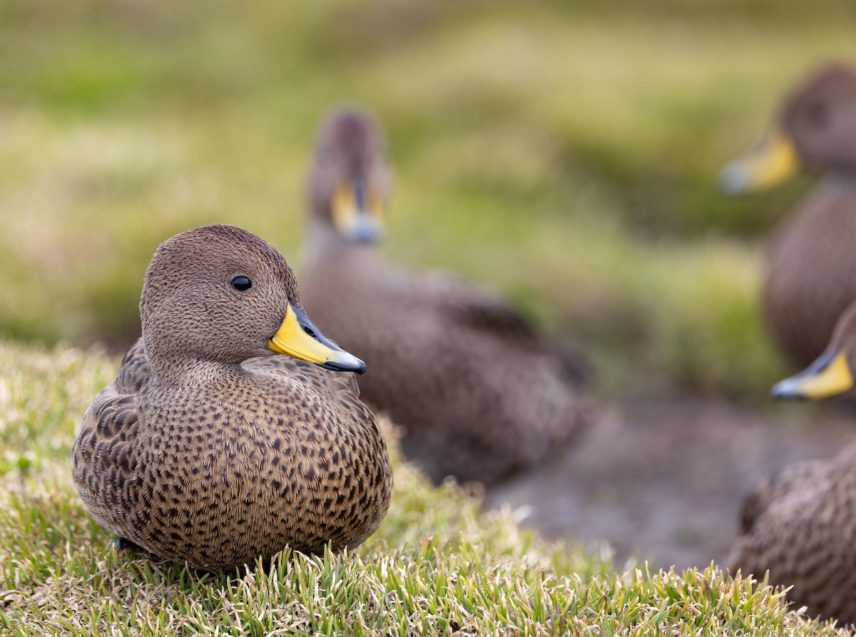 gulnebbstjertand (georgica) - ML645104226