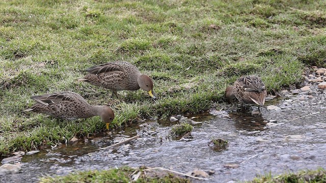 Sarı Gagalı Kılkuyruk (georgica) - ML645104227