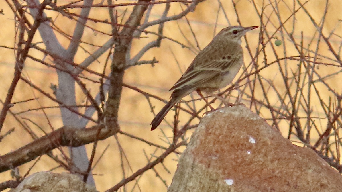 Nicholson's Pipit - ML645104230