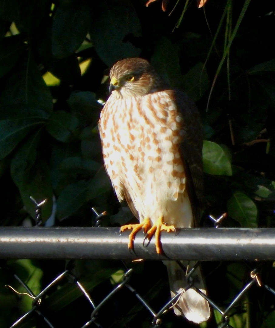Cooper's Hawk - ML645104244