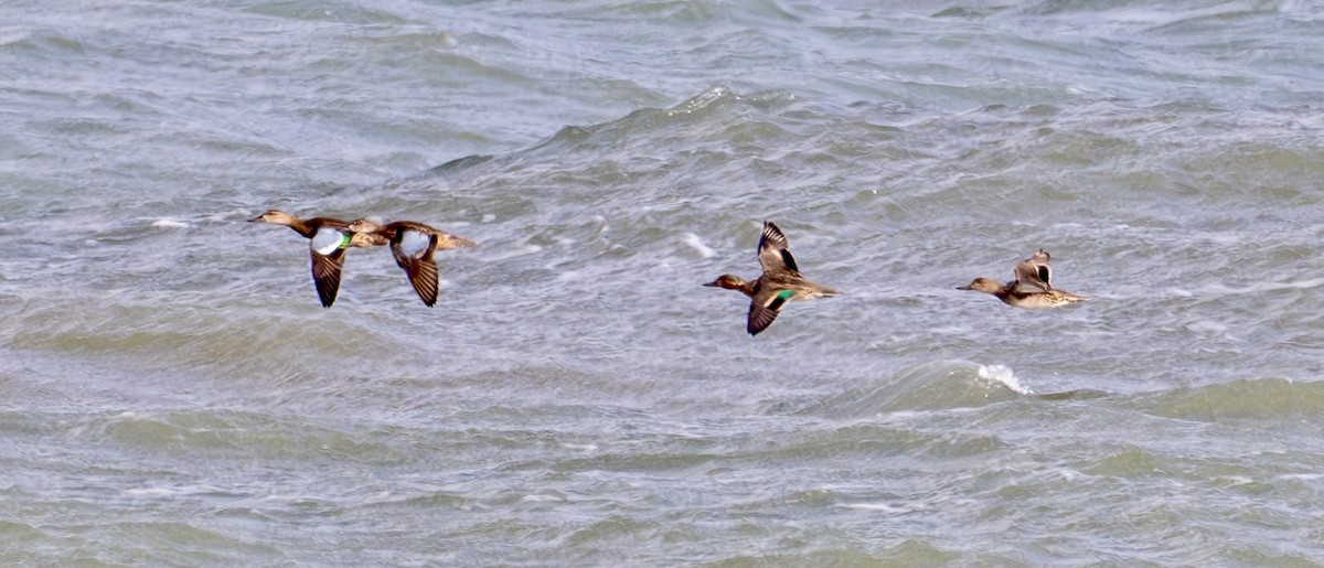 Blue-winged Teal - ML645104247