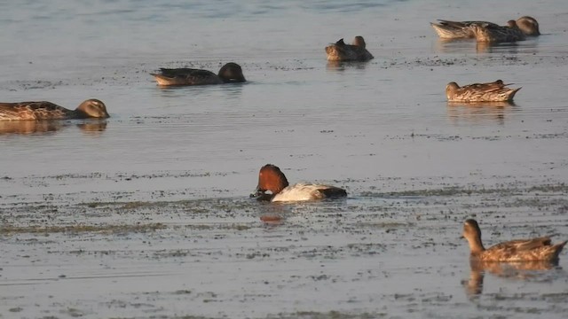 Common Pochard - ML645104254