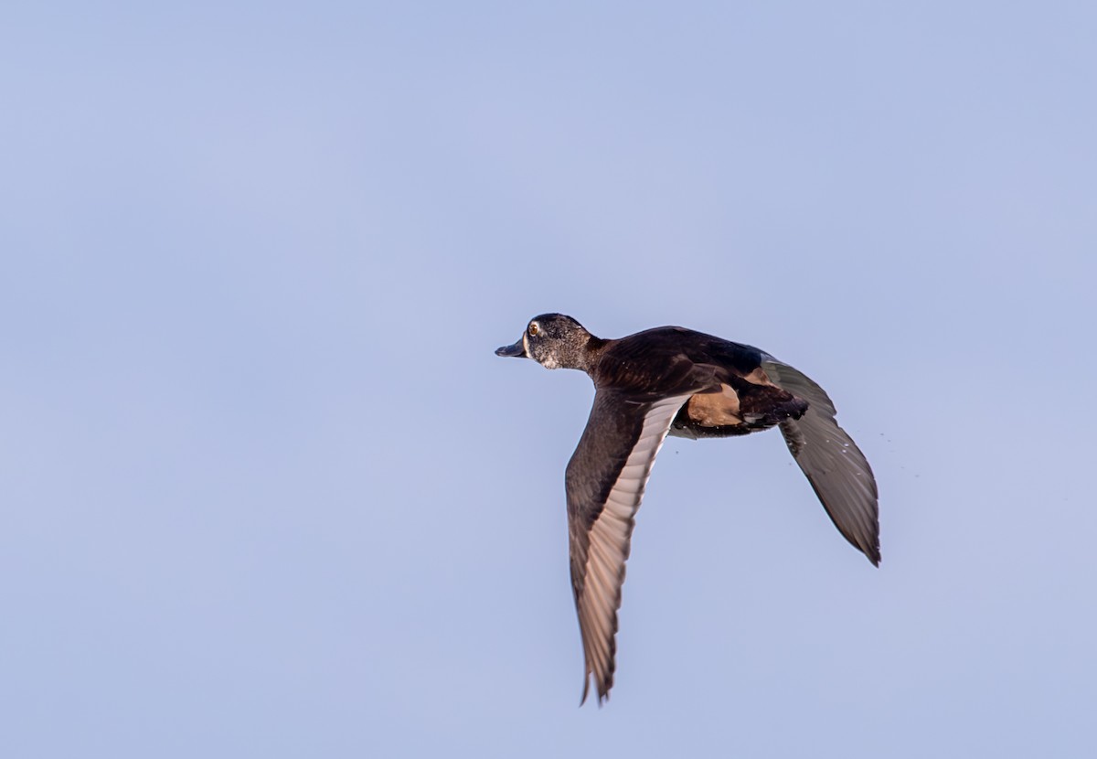 Ring-necked Duck - ML645104255