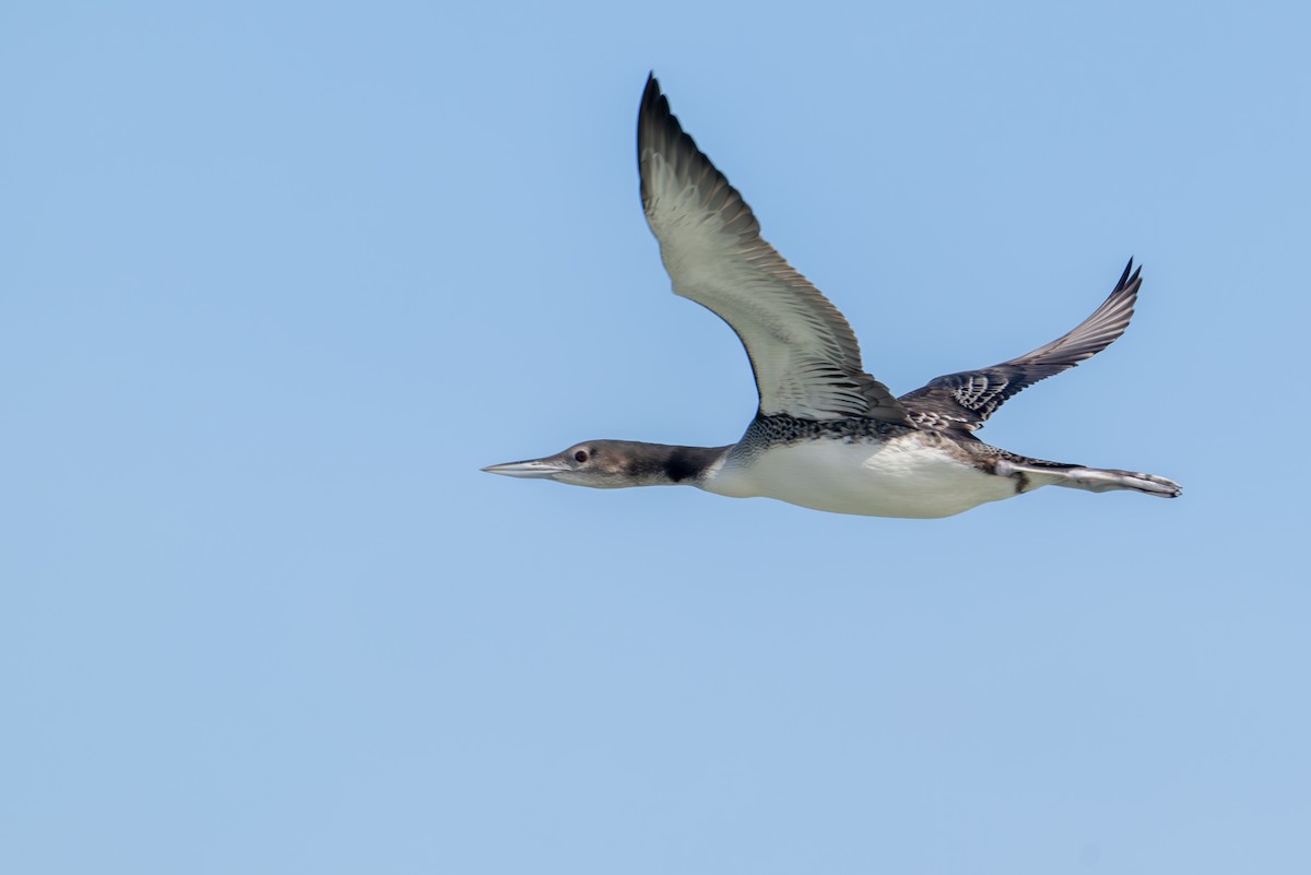 Common Loon - ML645104260