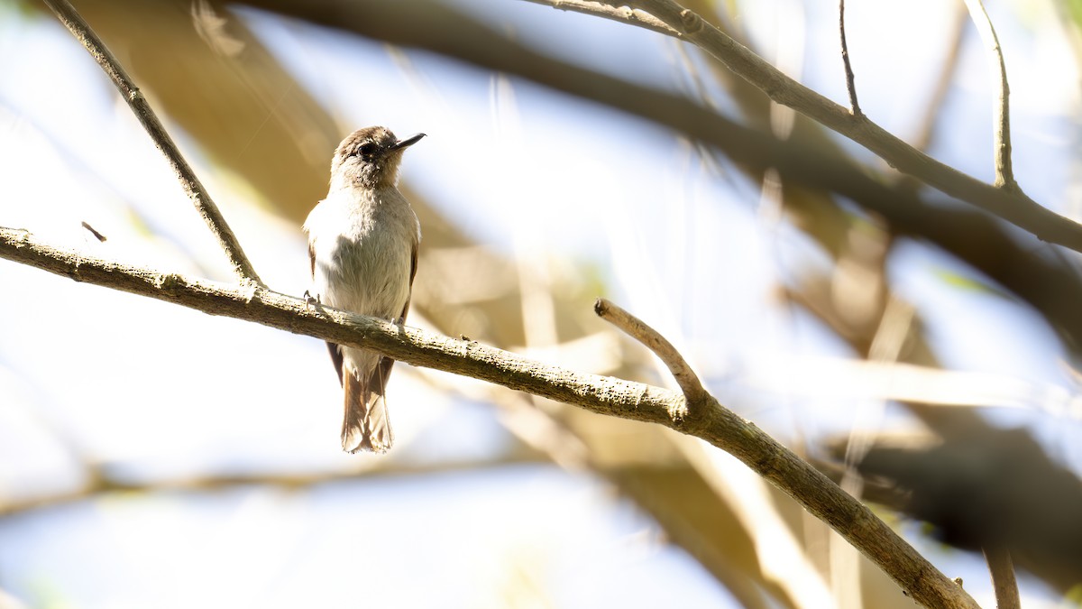 Sumba Jungle Flycatcher - ML645104276