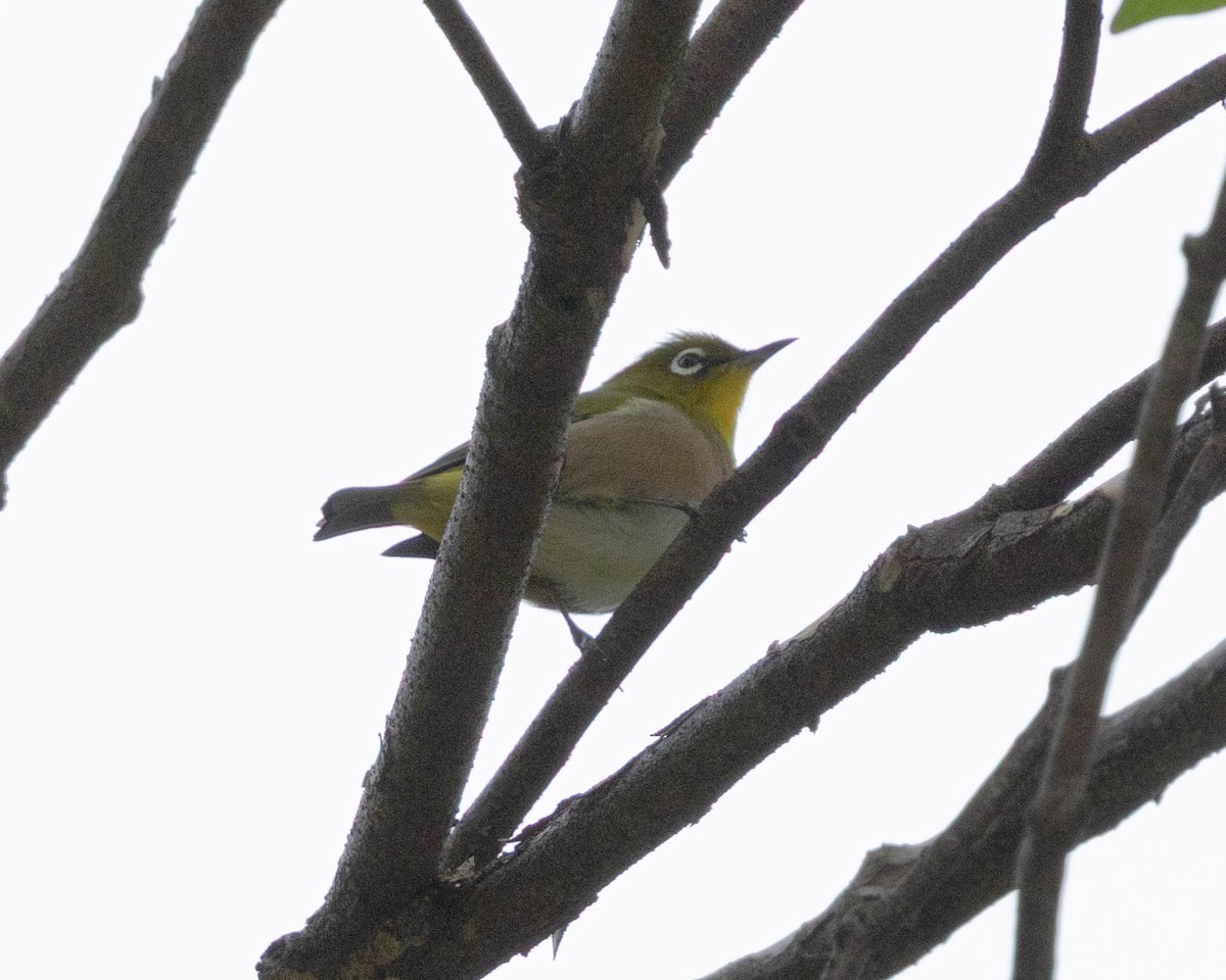 Warbling White-eye - ML645104287