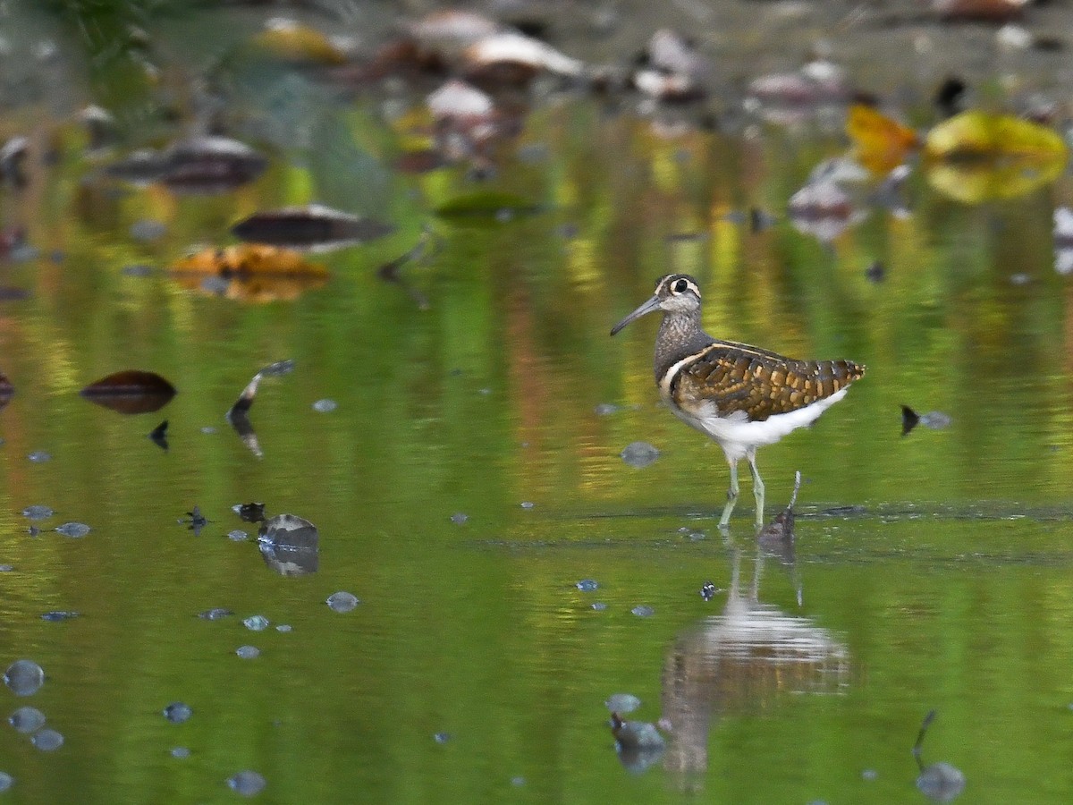 Greater Painted-Snipe - ML645104294