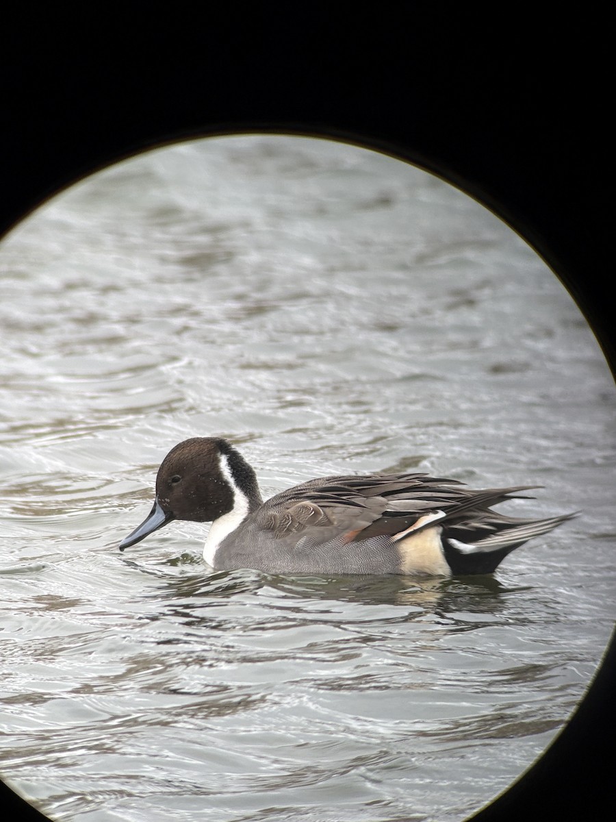 Northern Pintail - ML645104303