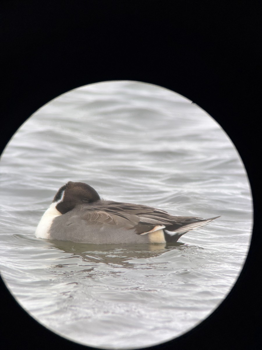 Northern Pintail - ML645104304