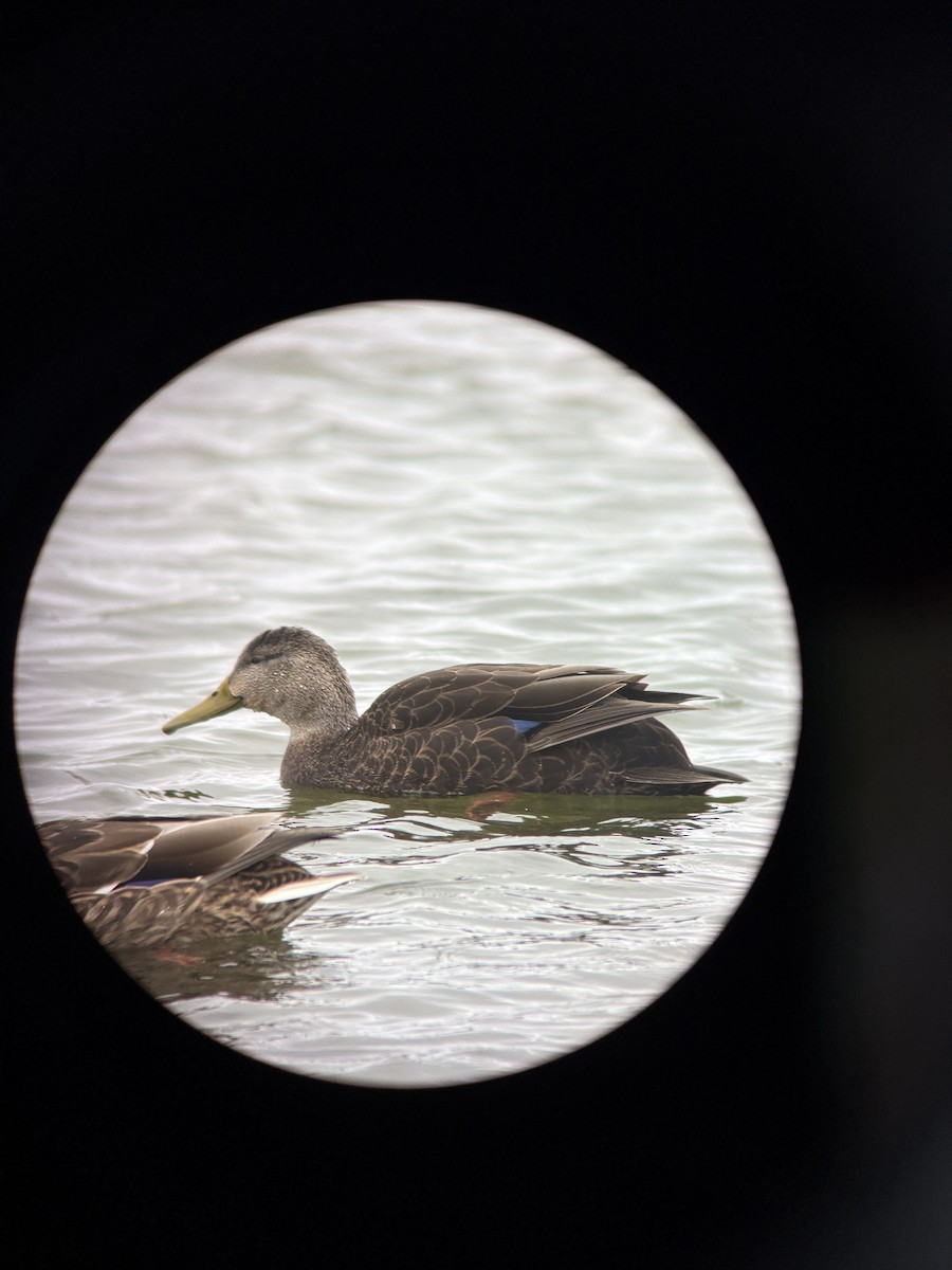 American Black Duck - ML645104305