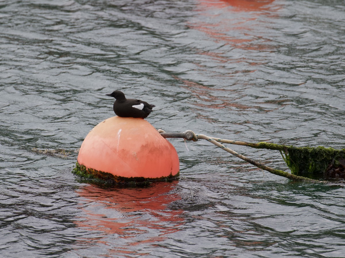 אוריה שחורה - ML645104326