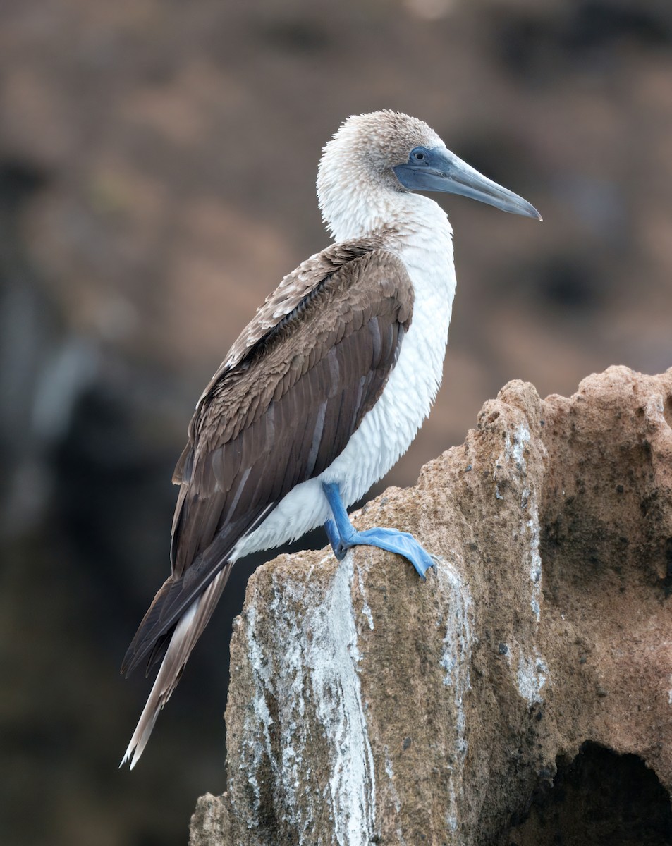 terej modronohý - ML645104349