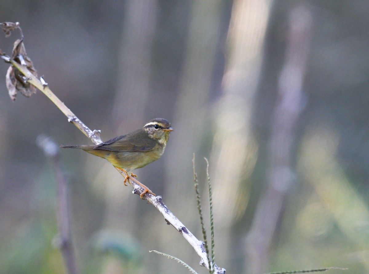 Radde's Warbler - ML645104351