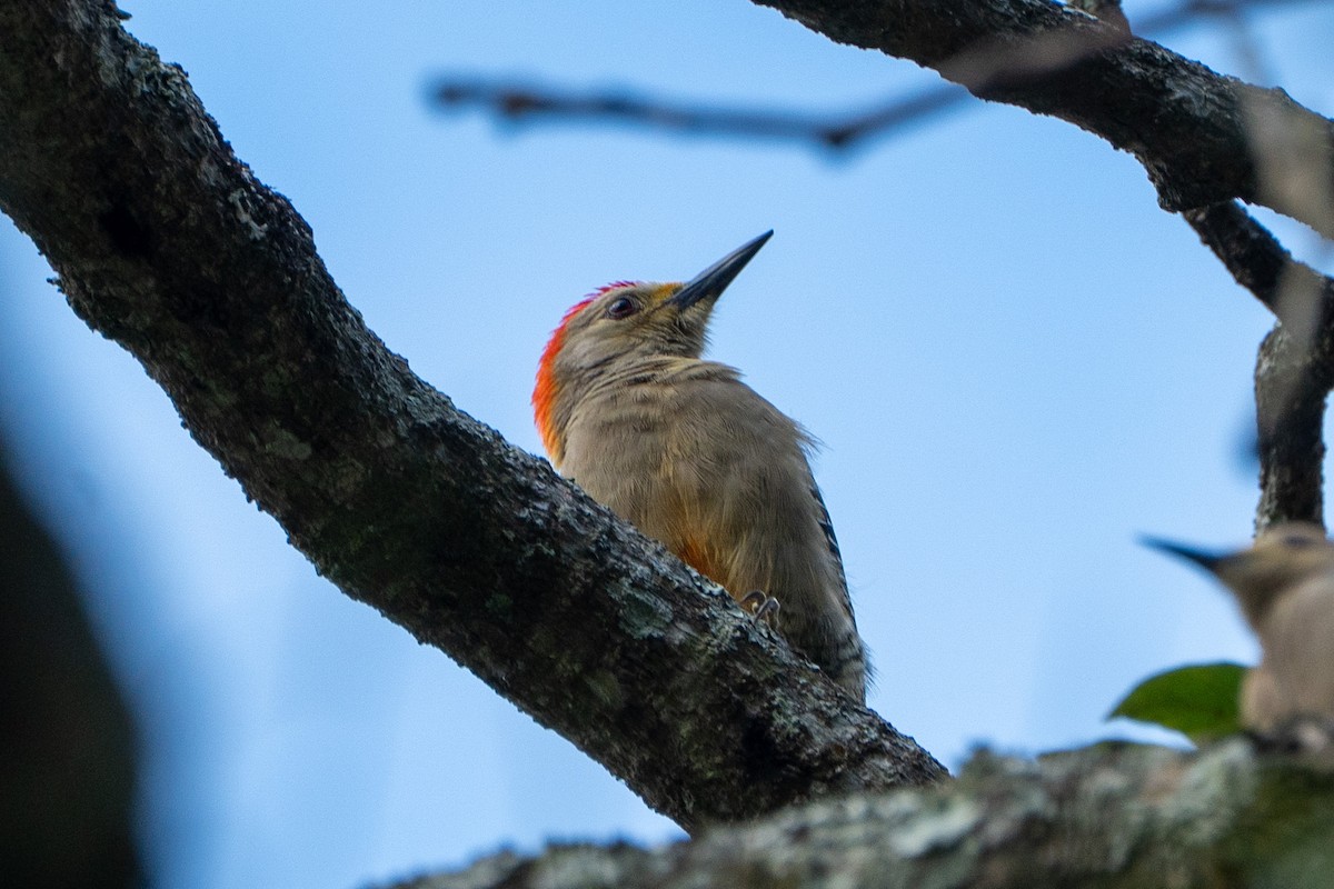 Golden-fronted Woodpecker - ML645104356