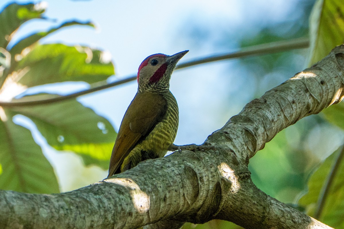 Golden-olive Woodpecker - ML645104361