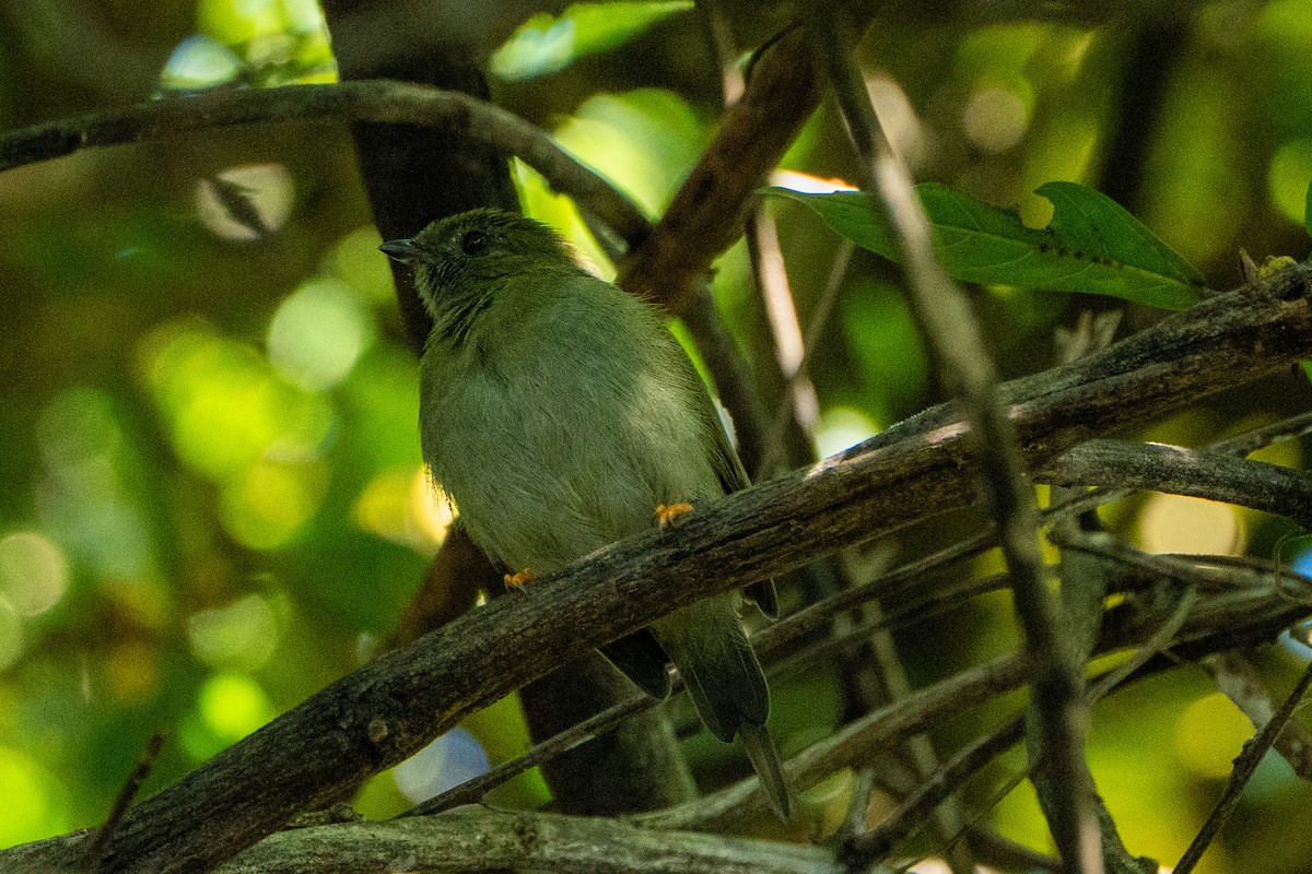 Long-tailed Manakin - ML645104376
