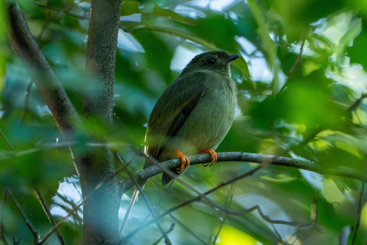 Long-tailed Manakin - ML645104377