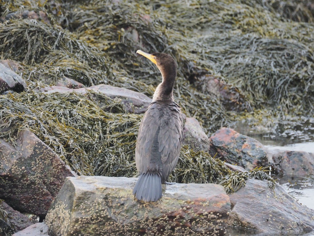 Cormoran à aigrettes - ML645104383