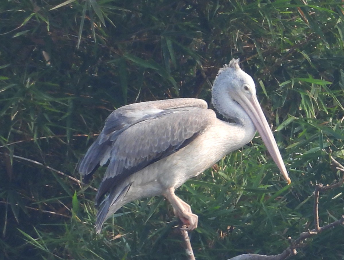 Пестроклювый пеликан - ML645104391