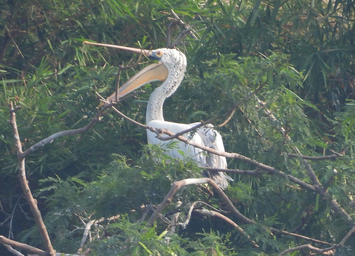 Пестроклювый пеликан - ML645104394