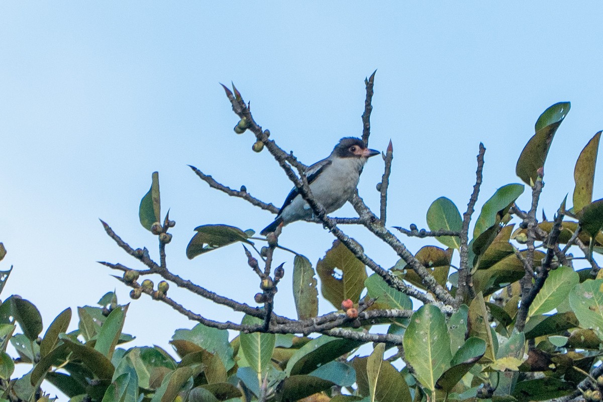 Masked Tityra - ML645104398