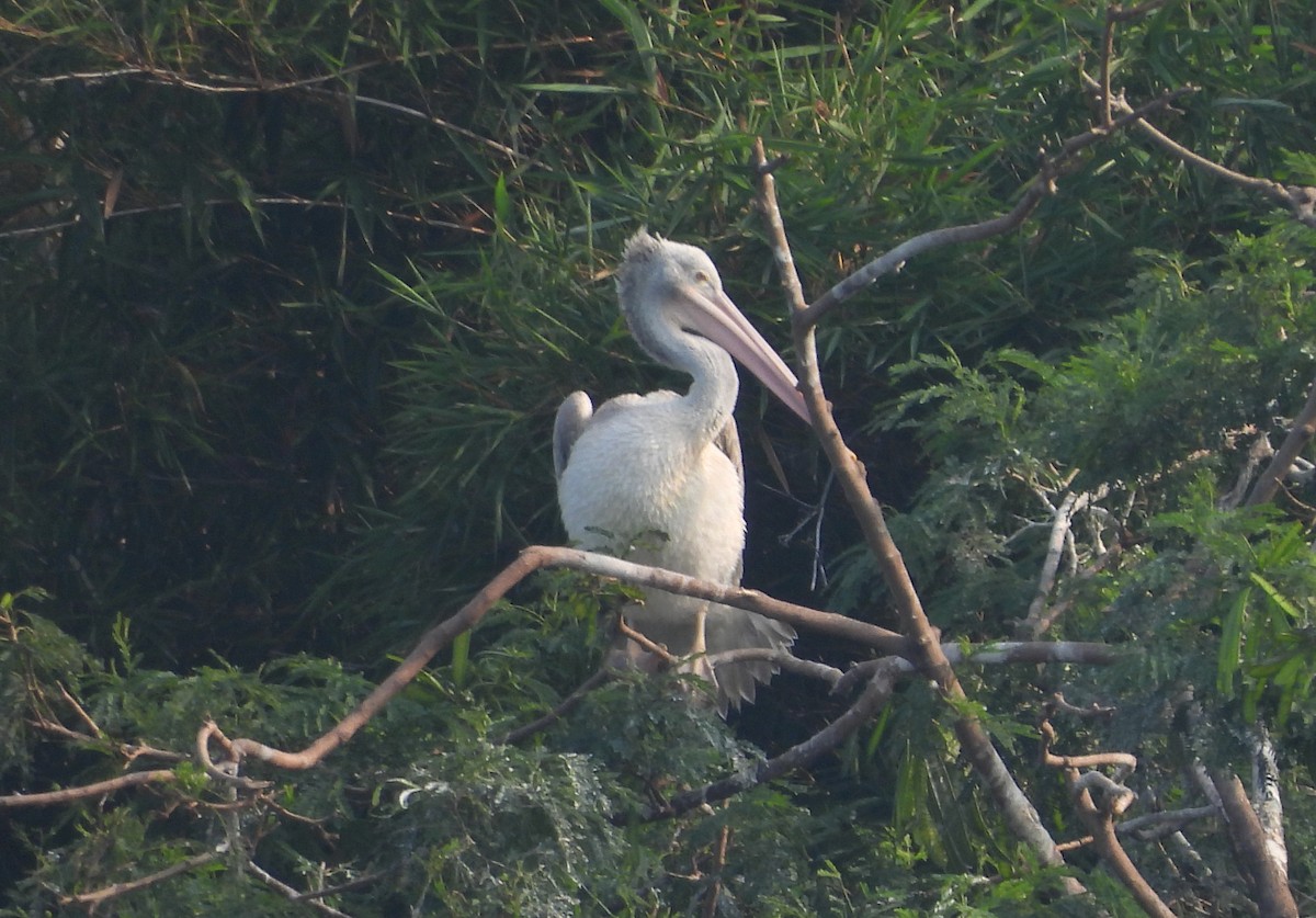 Пестроклювый пеликан - ML645104404