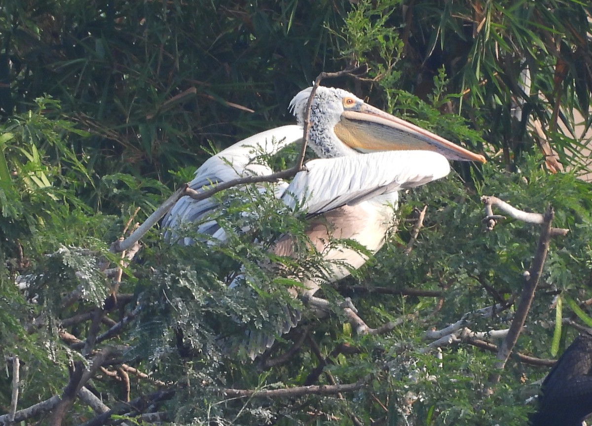 Пестроклювый пеликан - ML645104405