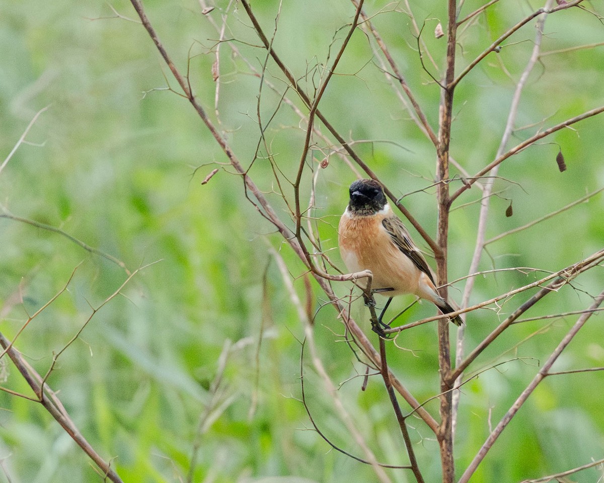 Amur Stonechat - ML645104406