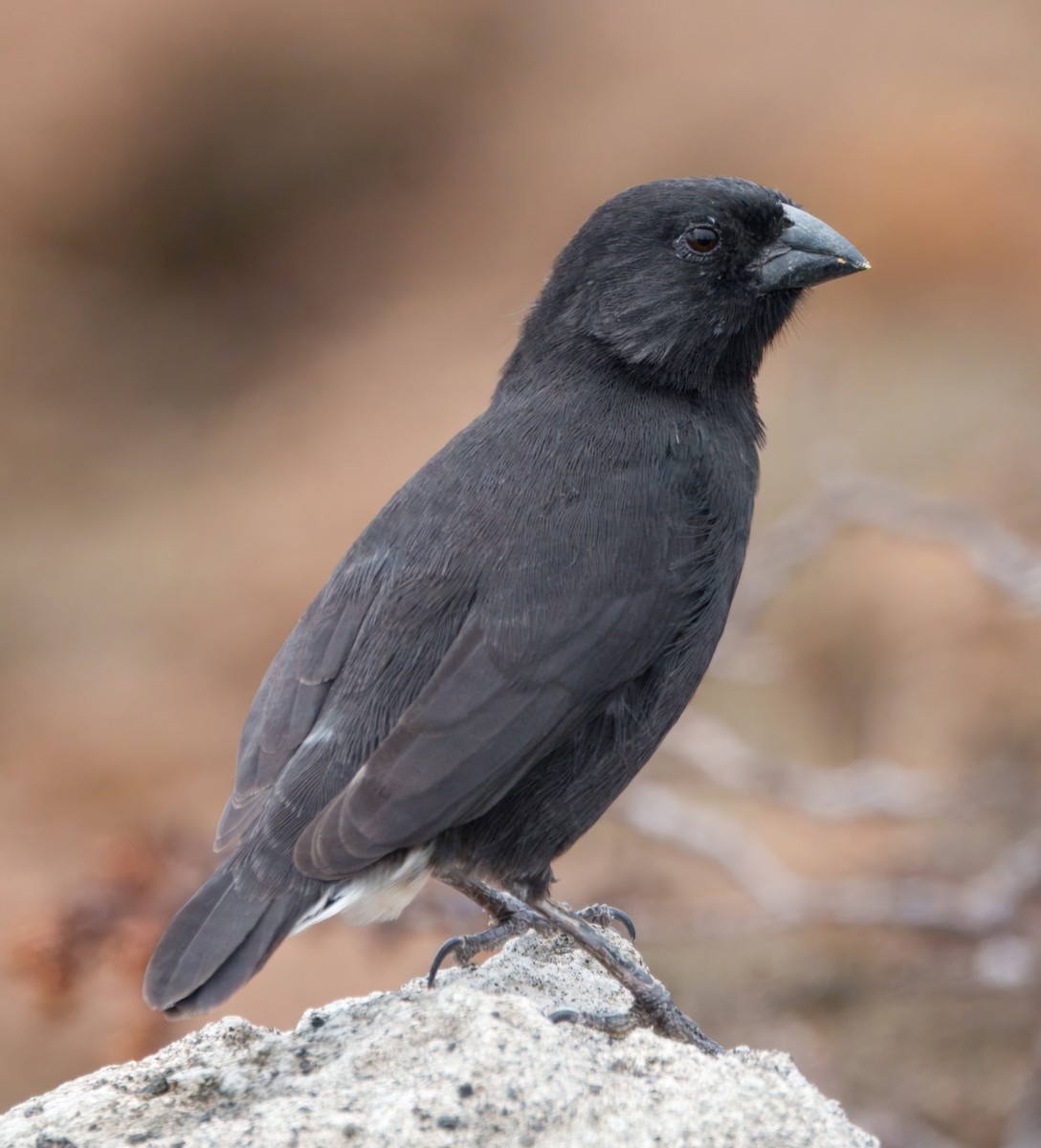 Small Ground-Finch - ML645104407