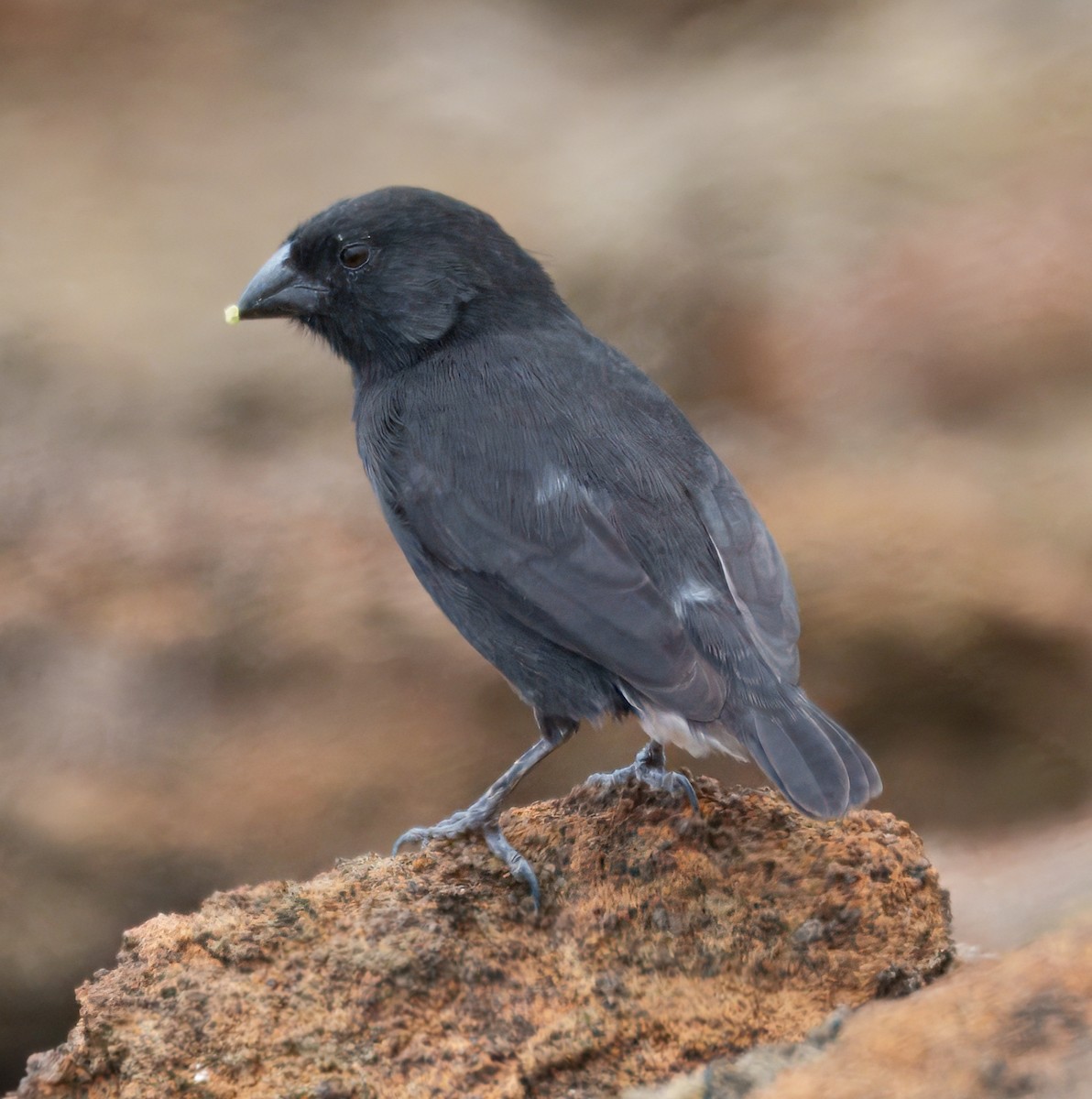 Small Ground-Finch - ML645104408
