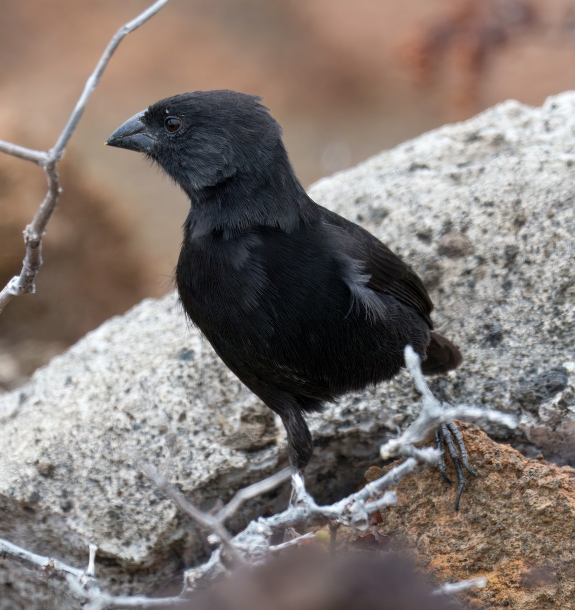 Small Ground-Finch - ML645104409