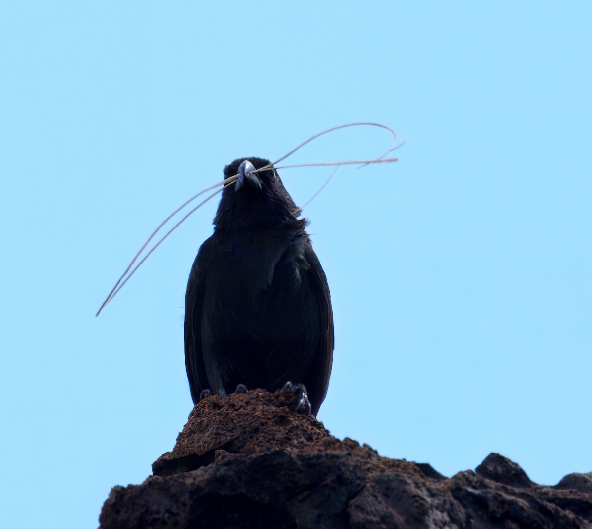 Small Ground-Finch - ML645104410