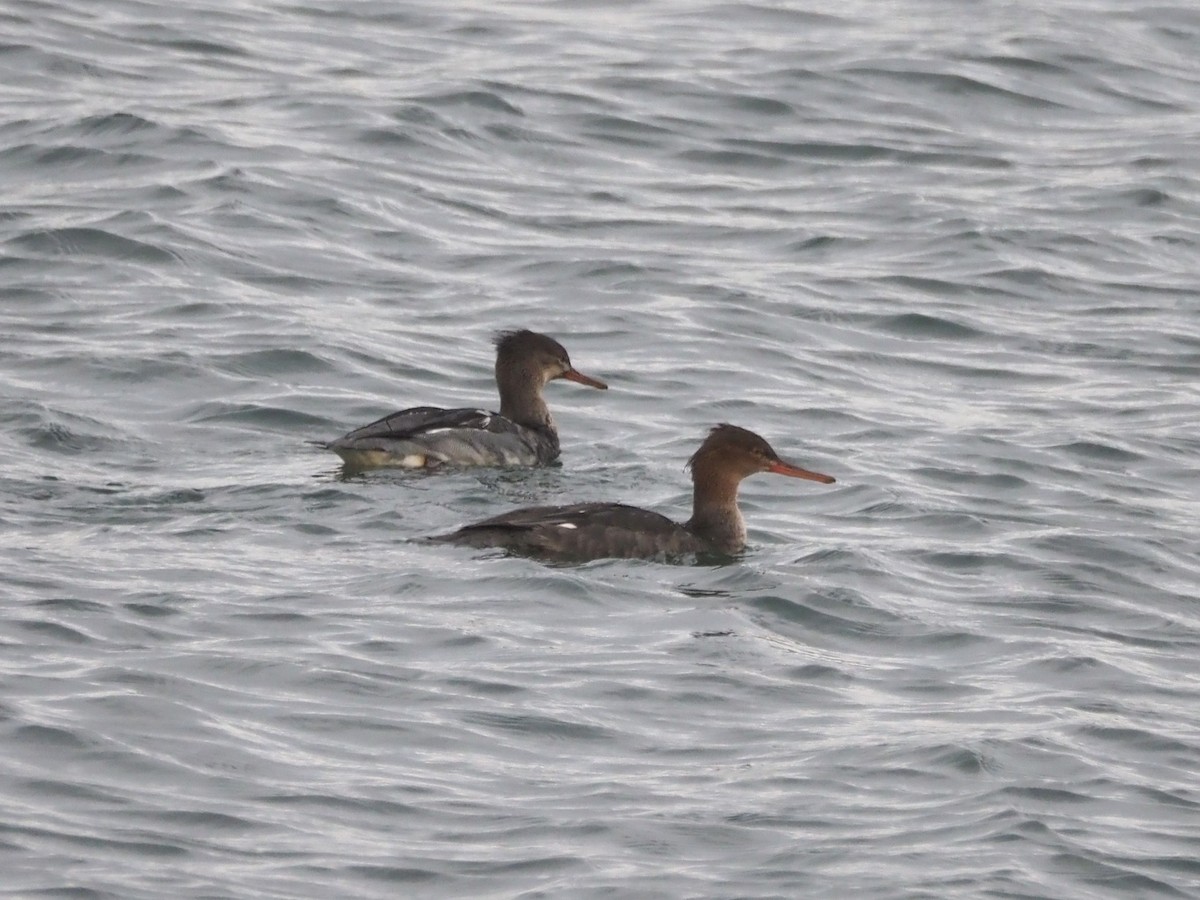 Smergo minore - ML645104412