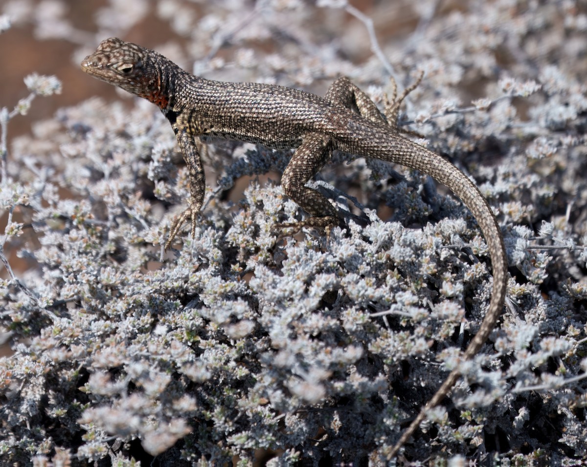 Animals - ML645104415