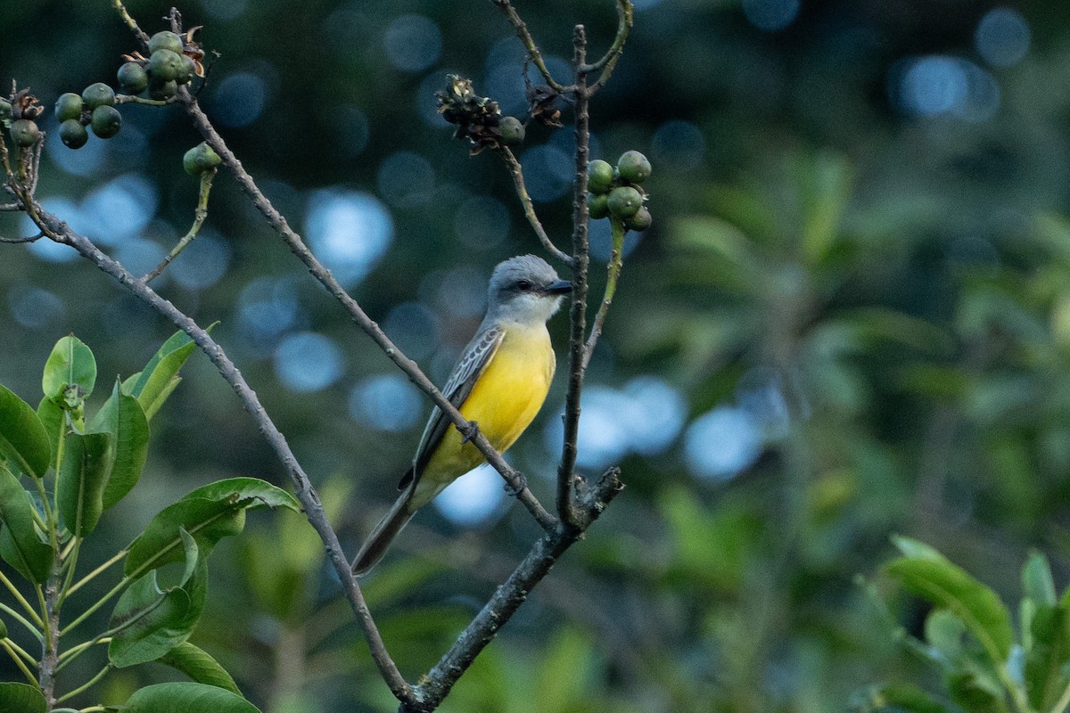 Tropical Kingbird - ML645104417