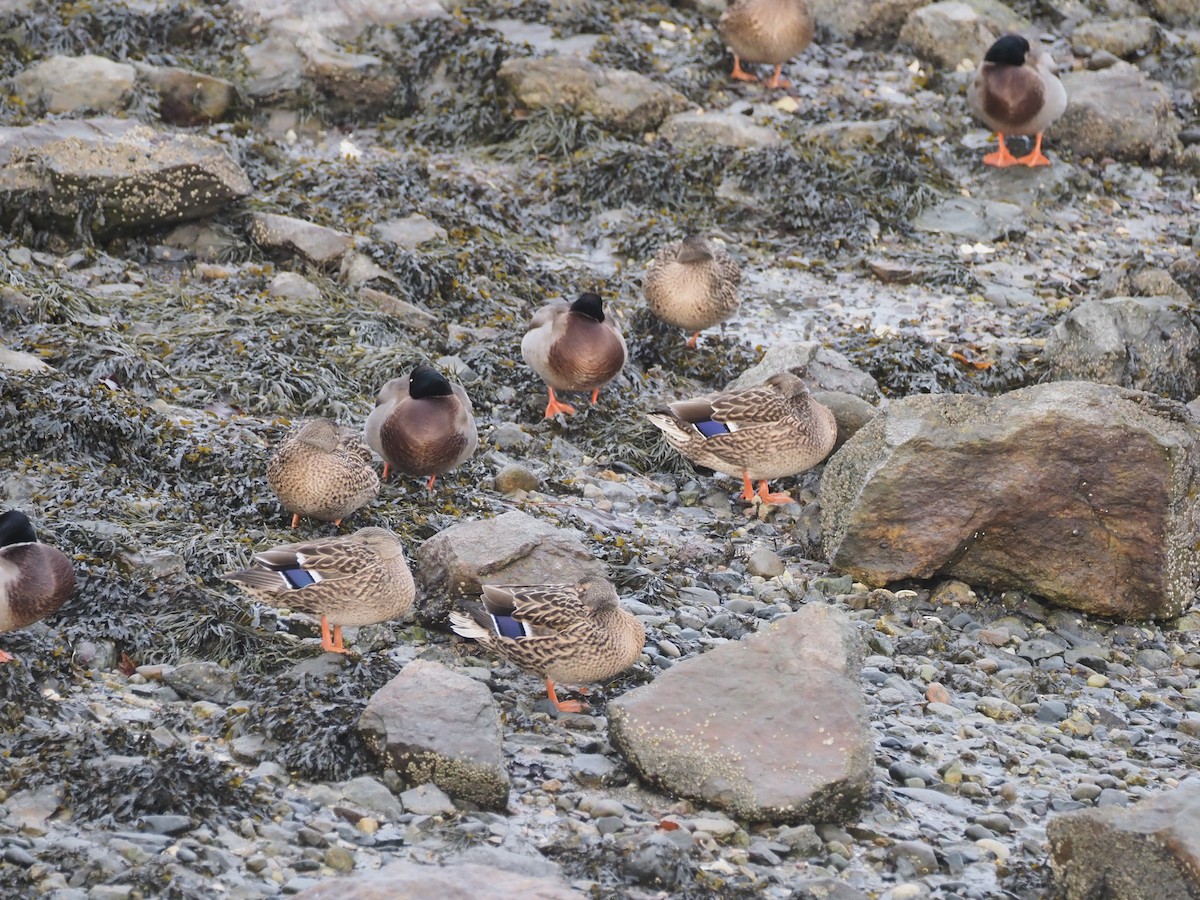 Germano reale - ML645104422