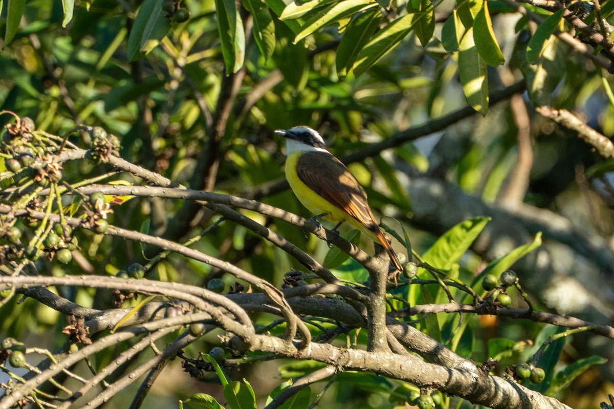 Great Kiskadee - ML645104425