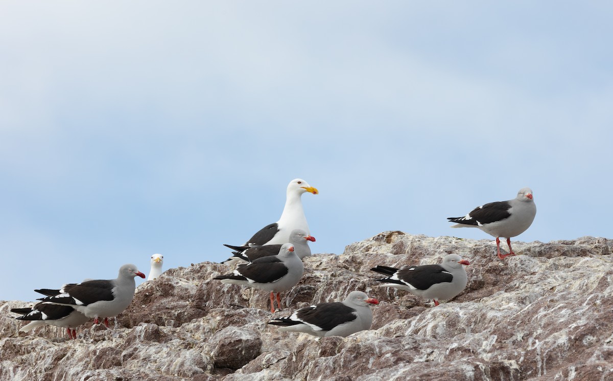 Dolphin Gull - ML645104432