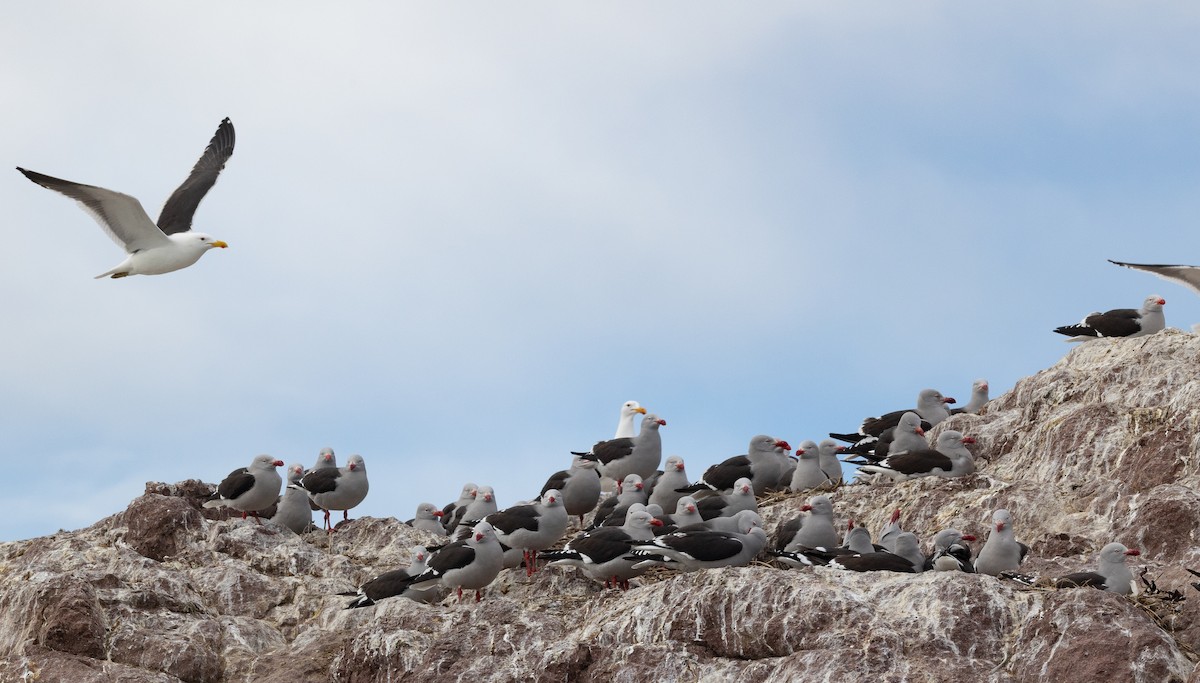 Dolphin Gull - ML645104433