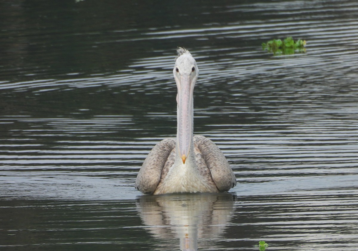 Пестроклювый пеликан - ML645104436